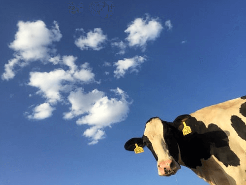 LECTURA. Composición tema: La vaca
